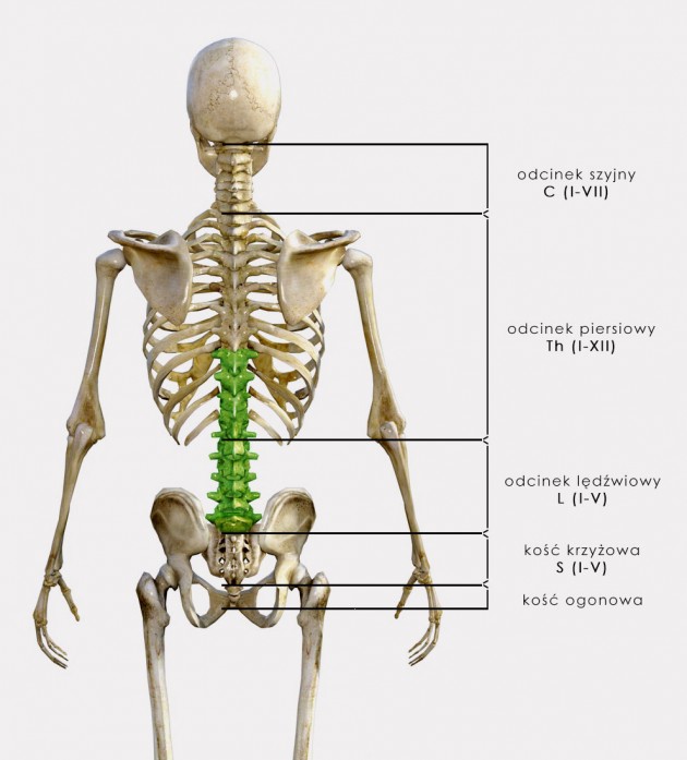 STABILIZACJA Th9 - L5 STABILIZACJA Th9-L5