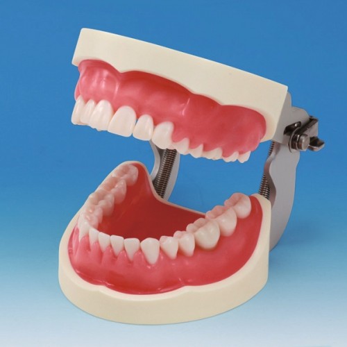 Model PER2001-UL-SP-FEM-32 (model periodontologiczny)