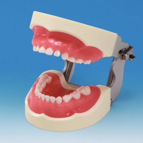 Model PDI2001-UL-SP-FEM (model pedodontyczny)